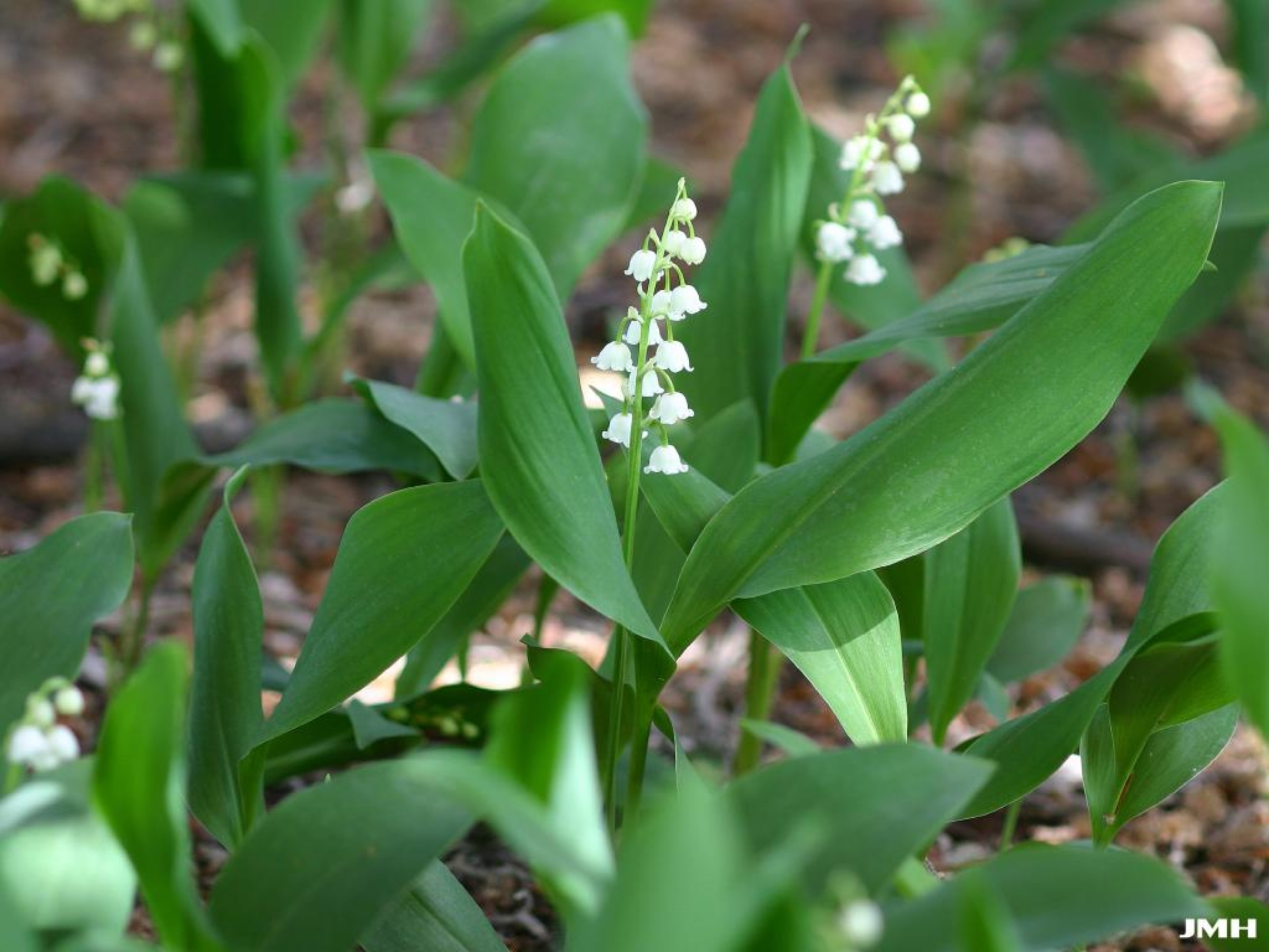 Lily of the valley | The Morton Arboretum