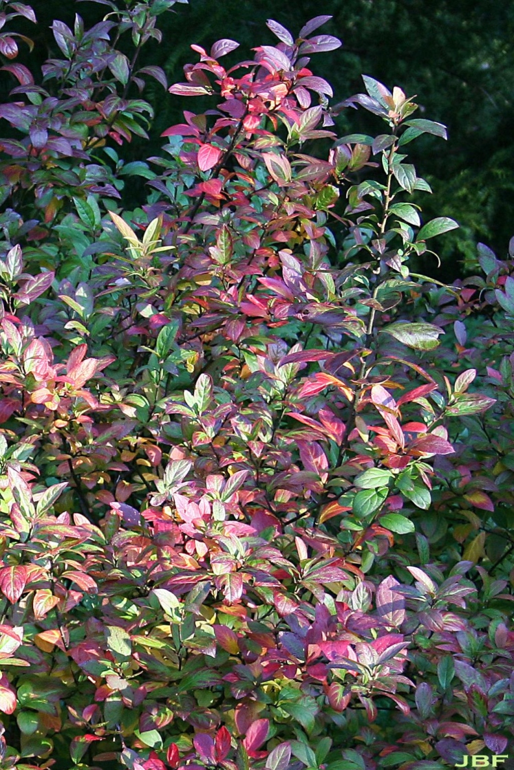 Itea virginica ‘Morton’ (sweetspire – SCARLET BEAUTY™), branches