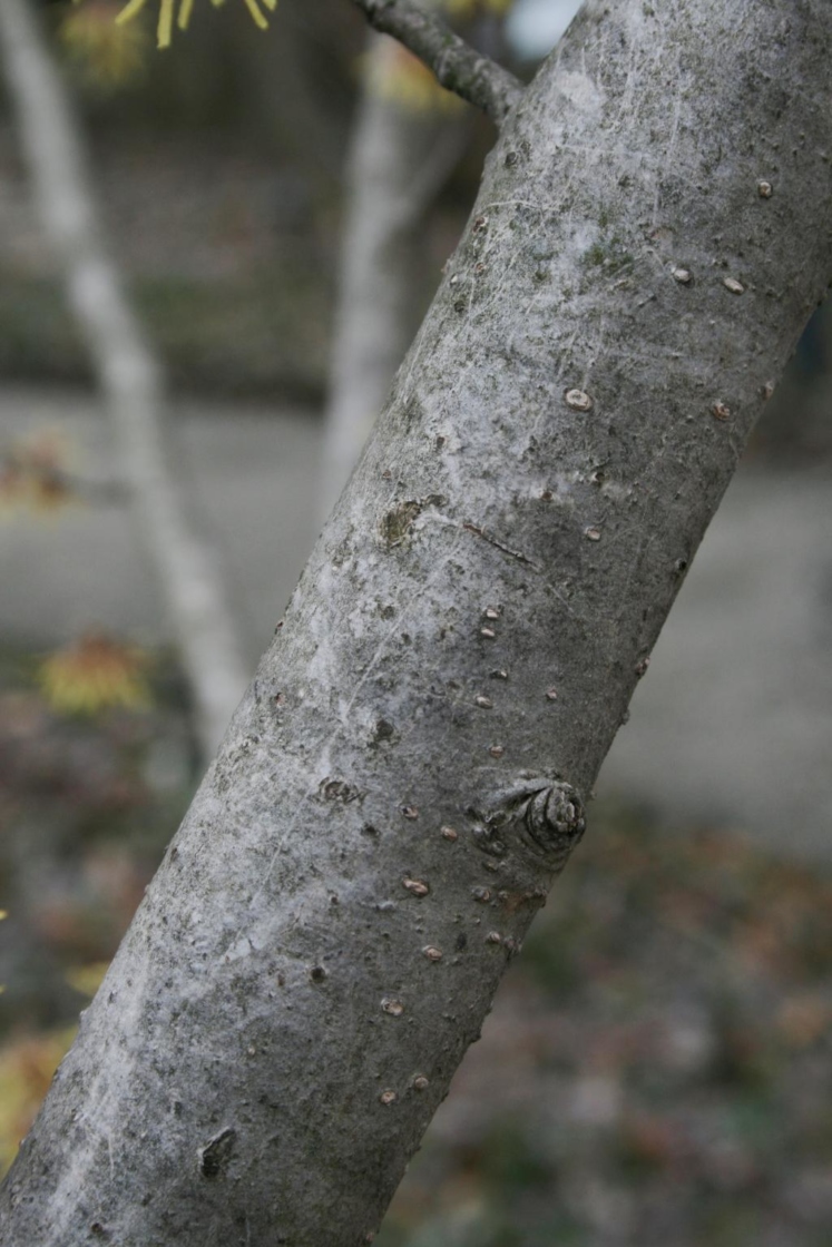 Hamamelis vernalis (Vernal Witch-hazel), bark, trunk