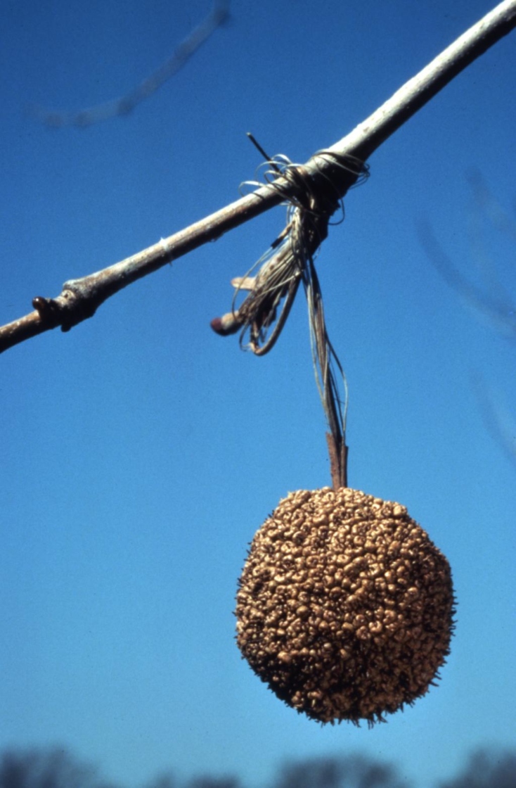 Platanus occidentalis (sycamore), single seed head hanging from twig with buds
