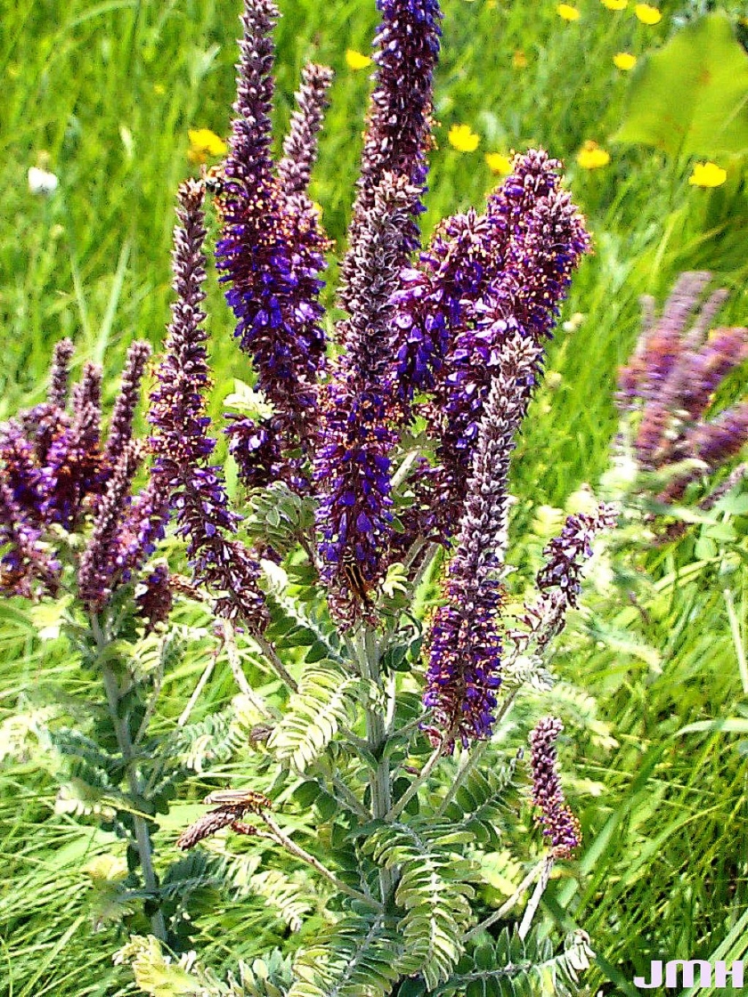 Amorpha canescens Pursh (leadplant), growth habit, shrub form