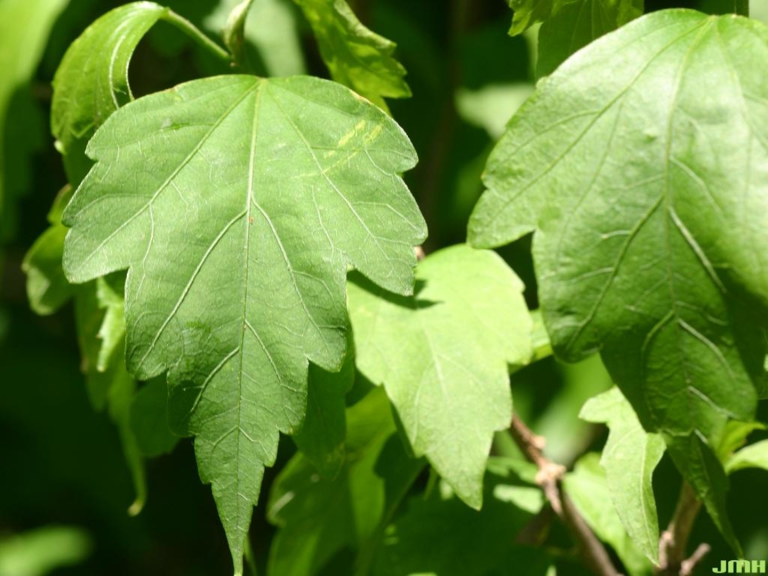 Hibiscus syriacus L. (rose-of-sharon), close-up of leaves