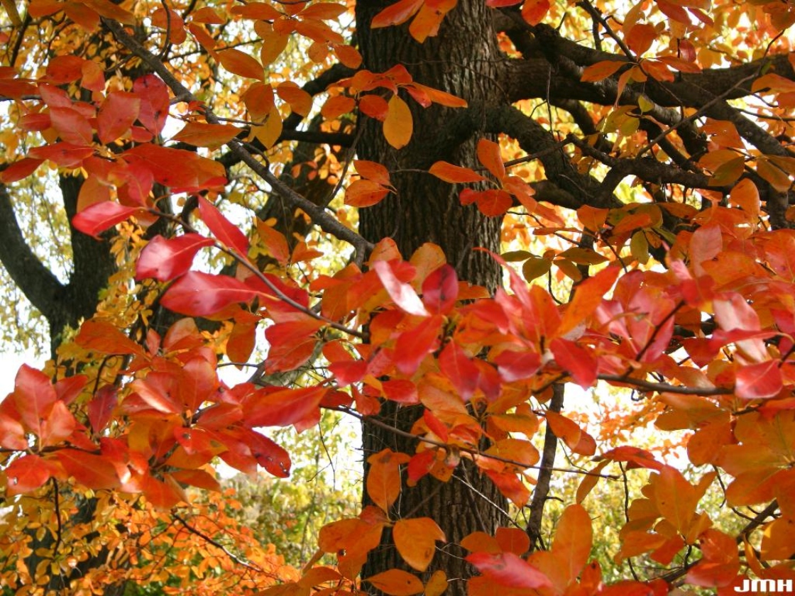 Nyssa sylvatica Marsh. (tupelo), branches with leaves, fall color