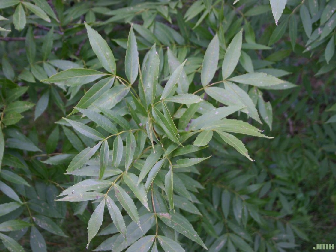 European ash (Not recommended) | The Morton Arboretum