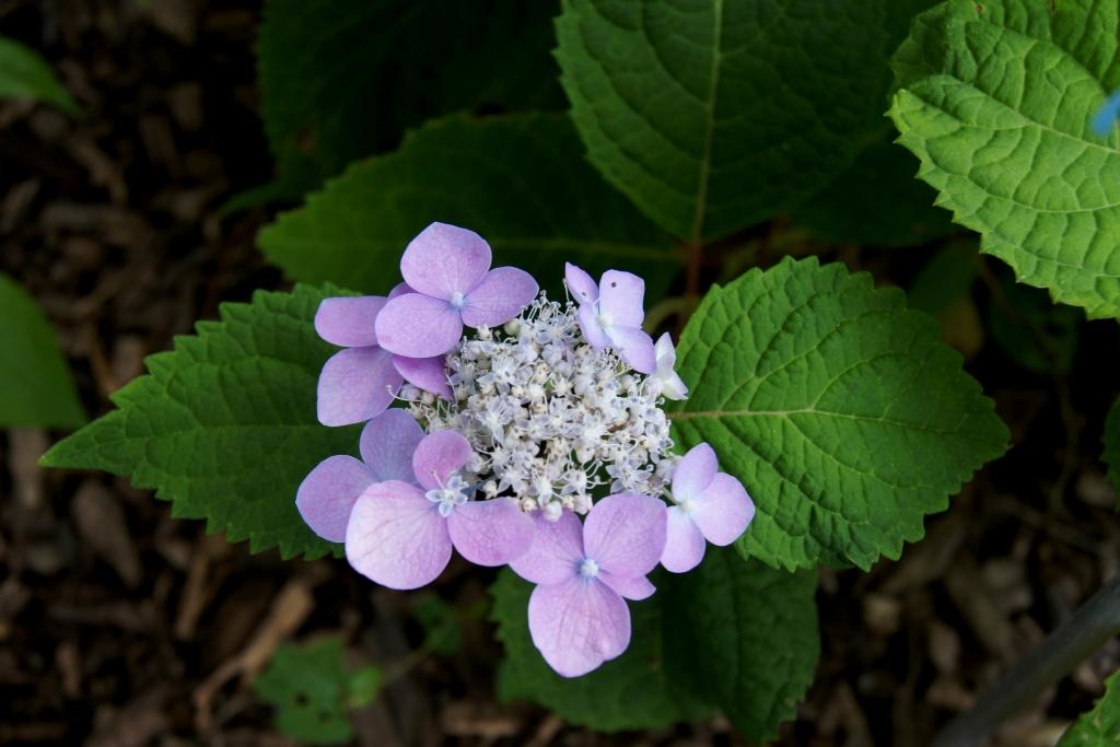 Image of Mountain hydrangea leaves