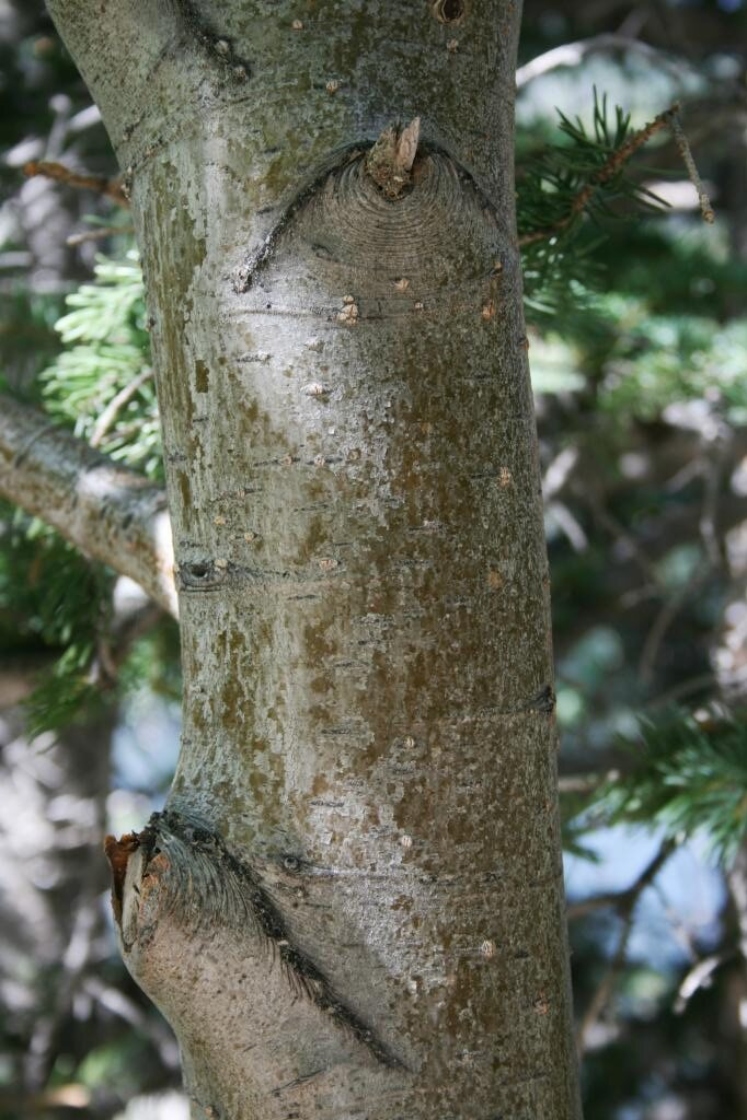 Speckled alder | The Morton Arboretum