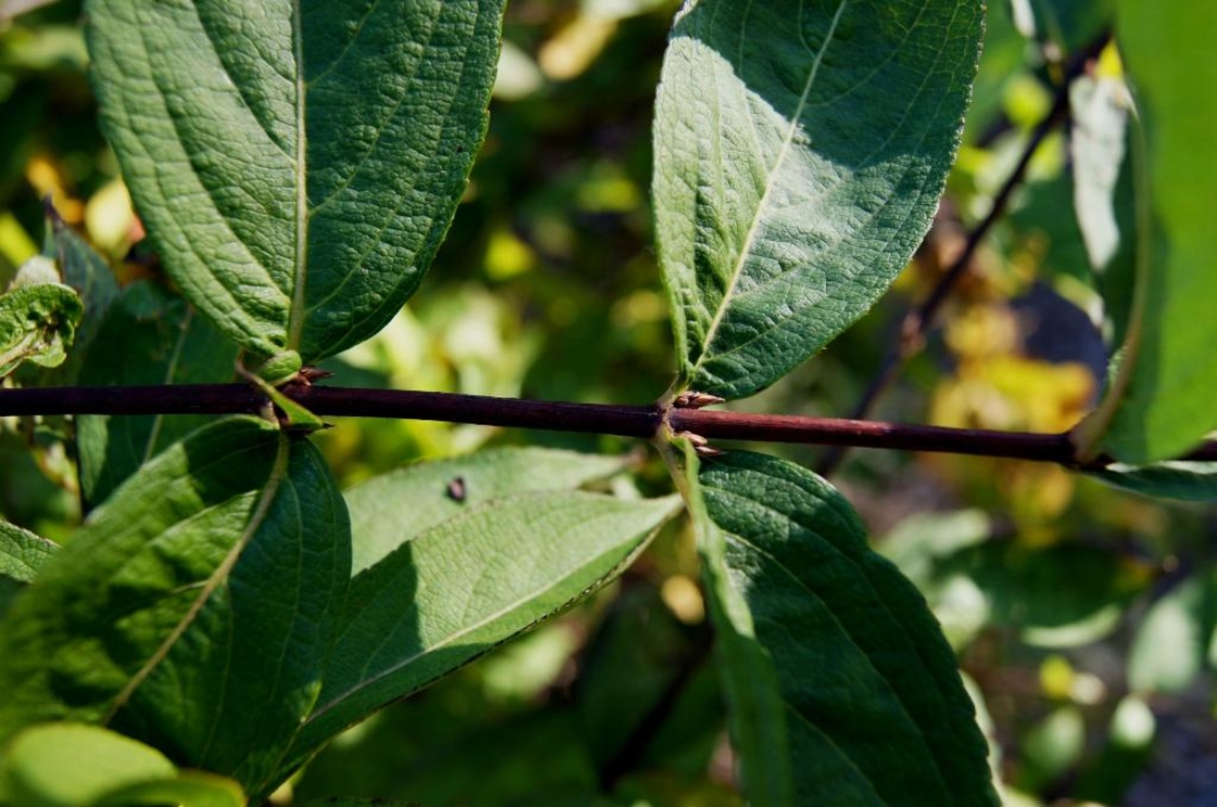 Weigela florida (Old-fashioned Weigela), bark, twig