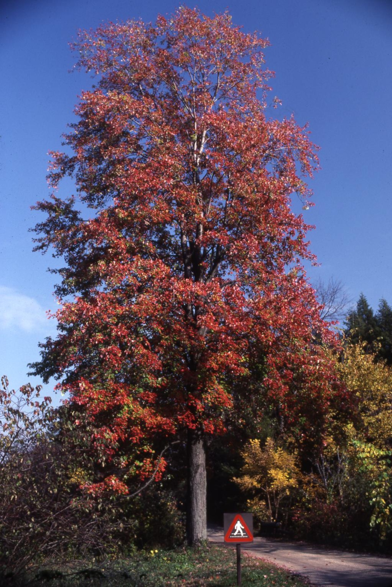 Marmo Freeman maple | The Morton Arboretum