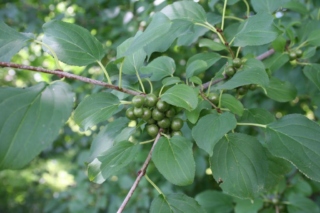 Rhamnus cathartica L. (common buckthorn), leaves and fruit