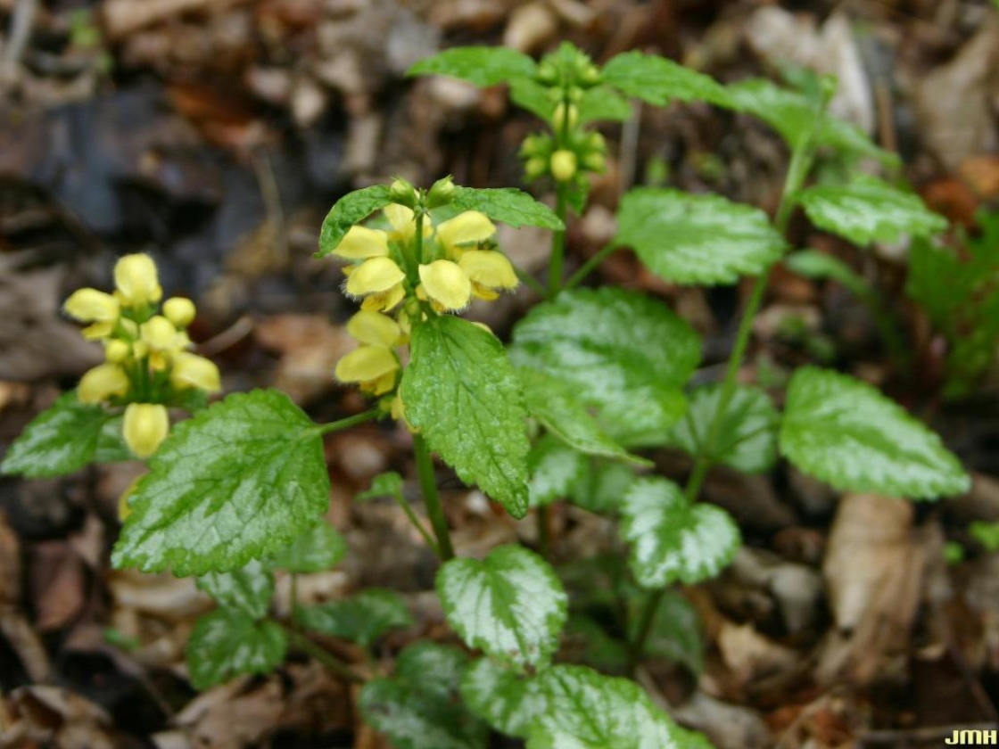 Lamiastrum galeobdolon (L.) Ehrend. & Polatschek (yellow archangel), growth habit