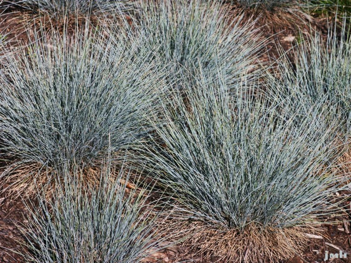 Blue fescue | The Morton Arboretum