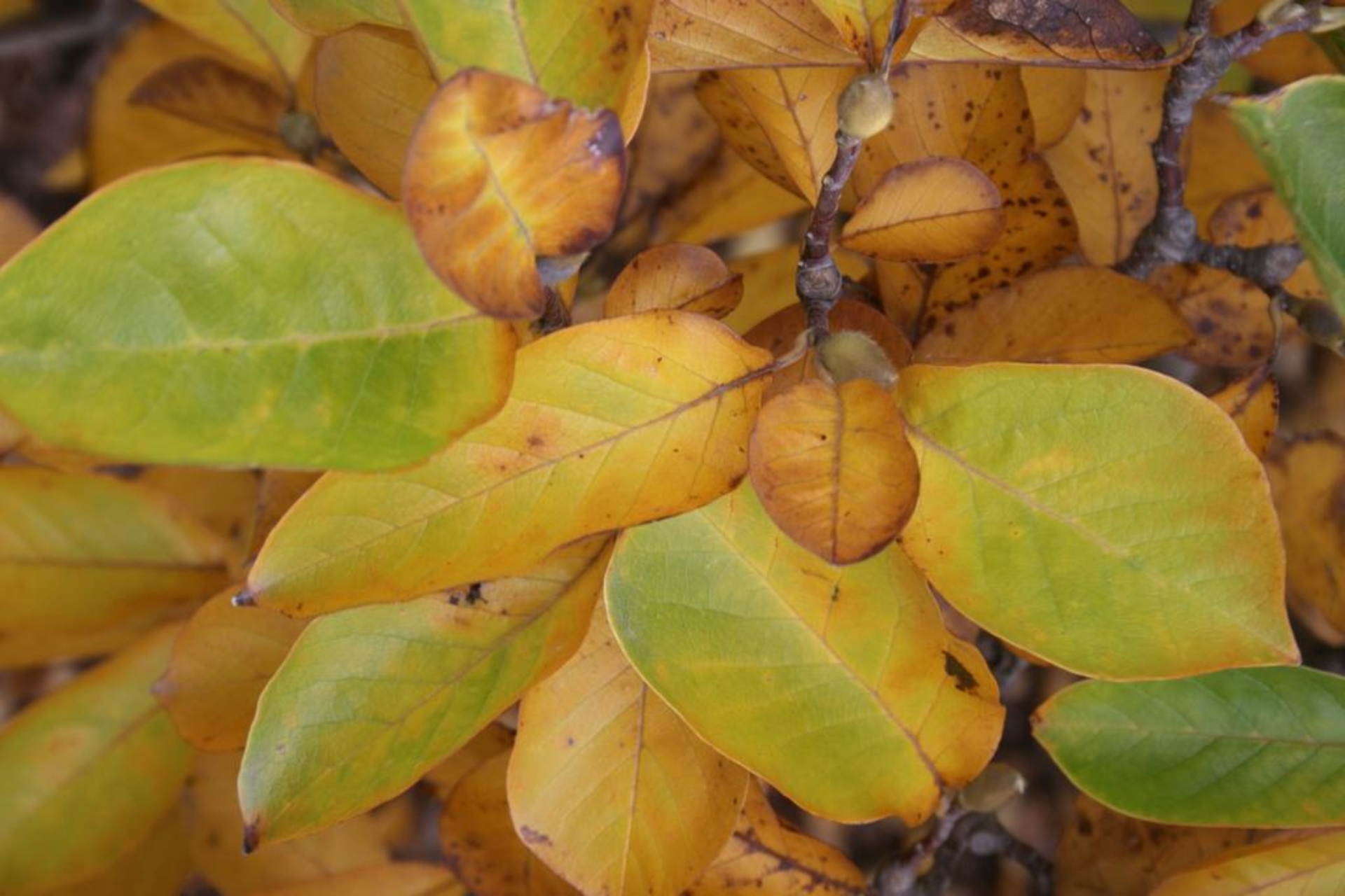 Saucer magnolia The Morton Arboretum