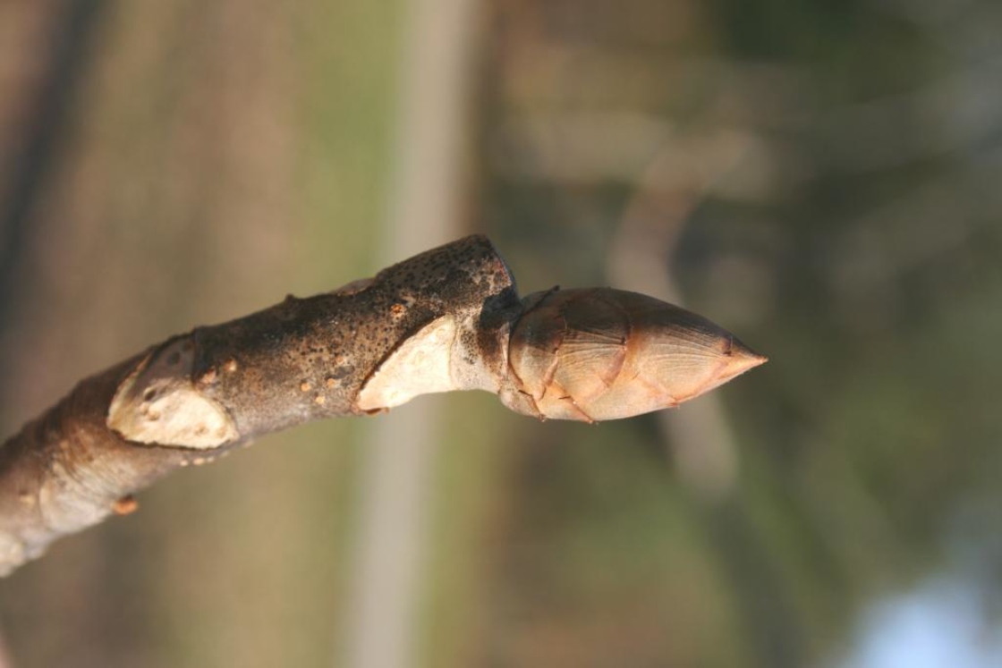 Aesculus flava (Yellow Buckeye), bud, terminal