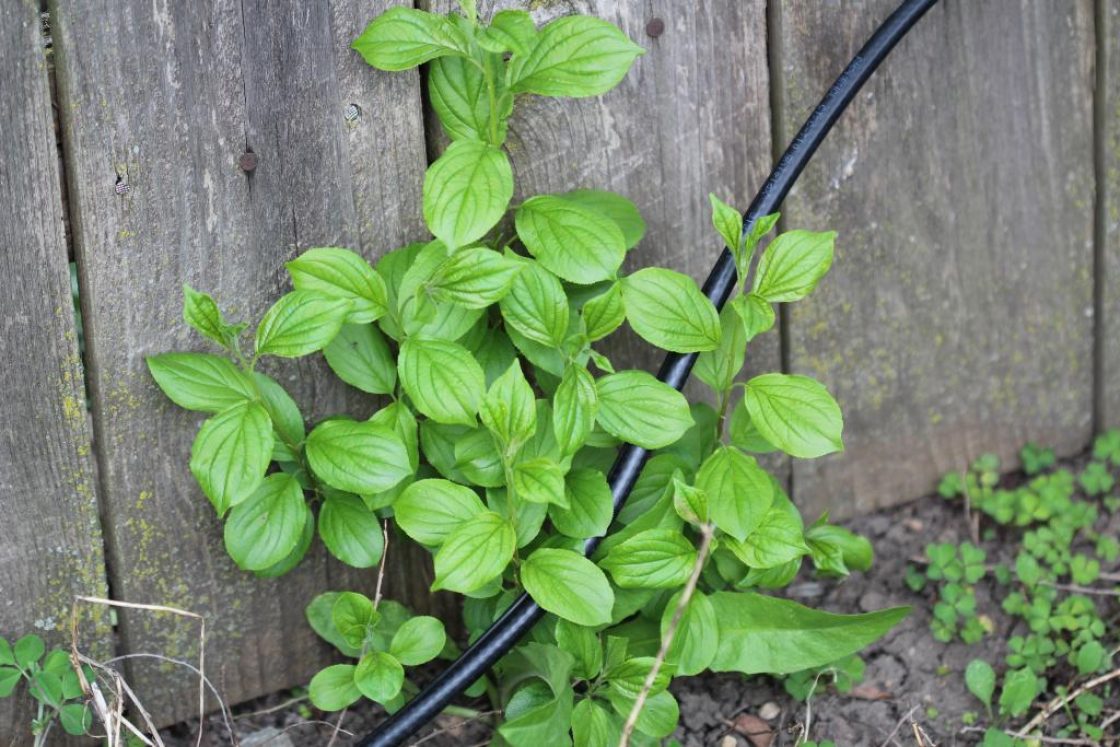 Rhamnus cathartica L. (common buckthorn), leaves