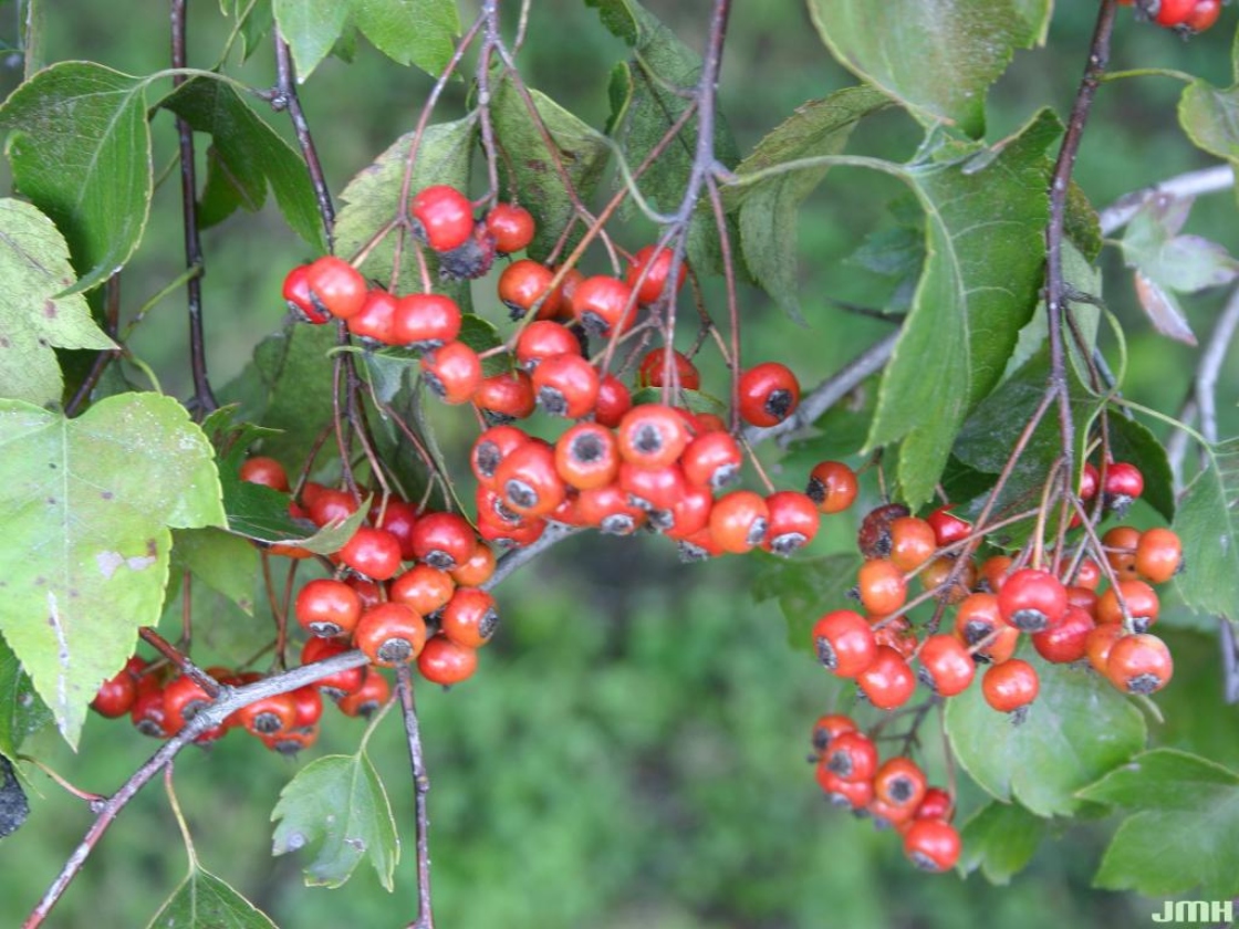 Washington hawthorn | The Morton Arboretum