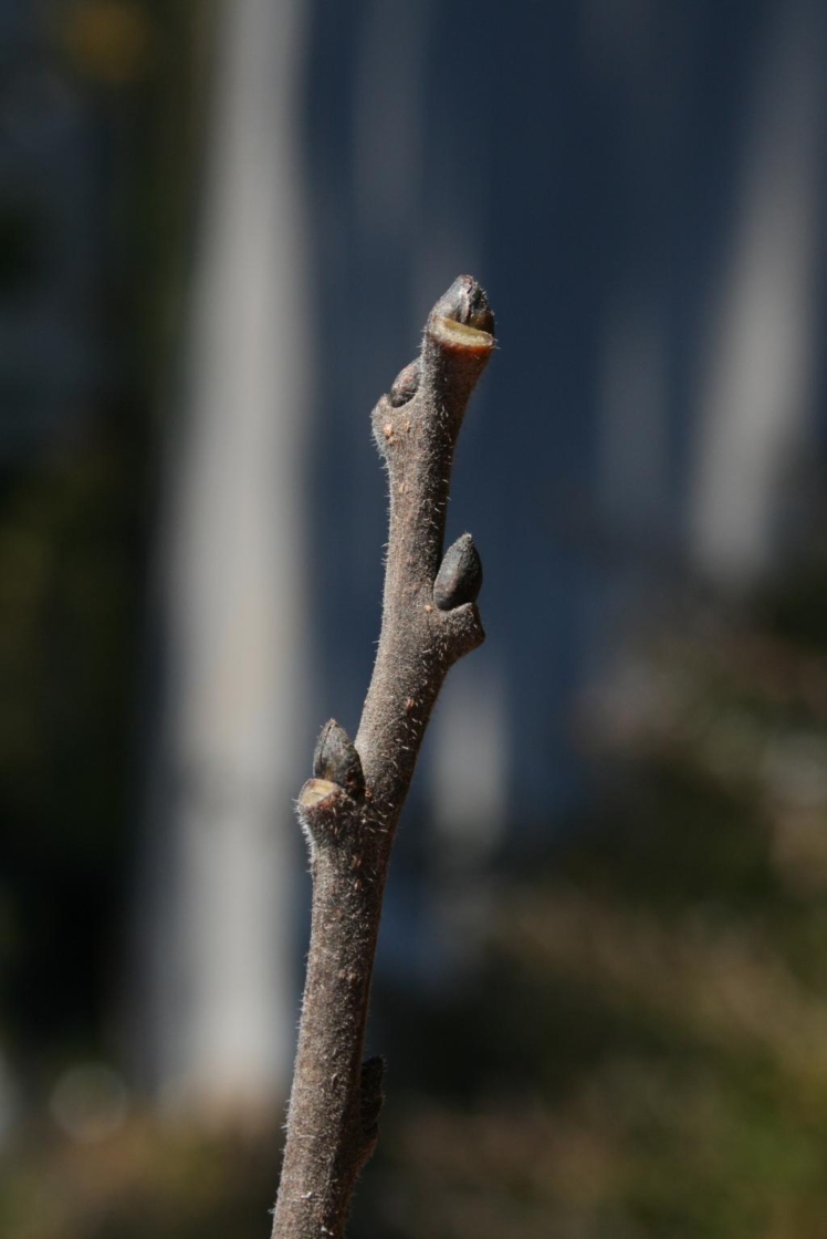 Diospyros virginiana (Persimmon), bud, terminal, bark, twig