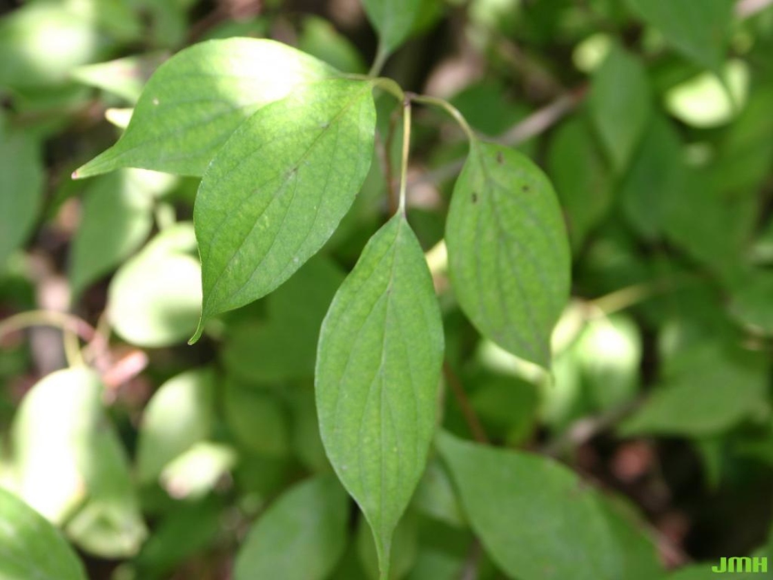 Cornus drummondii C. A. Meyer (rough-leaved dogwood), leaves