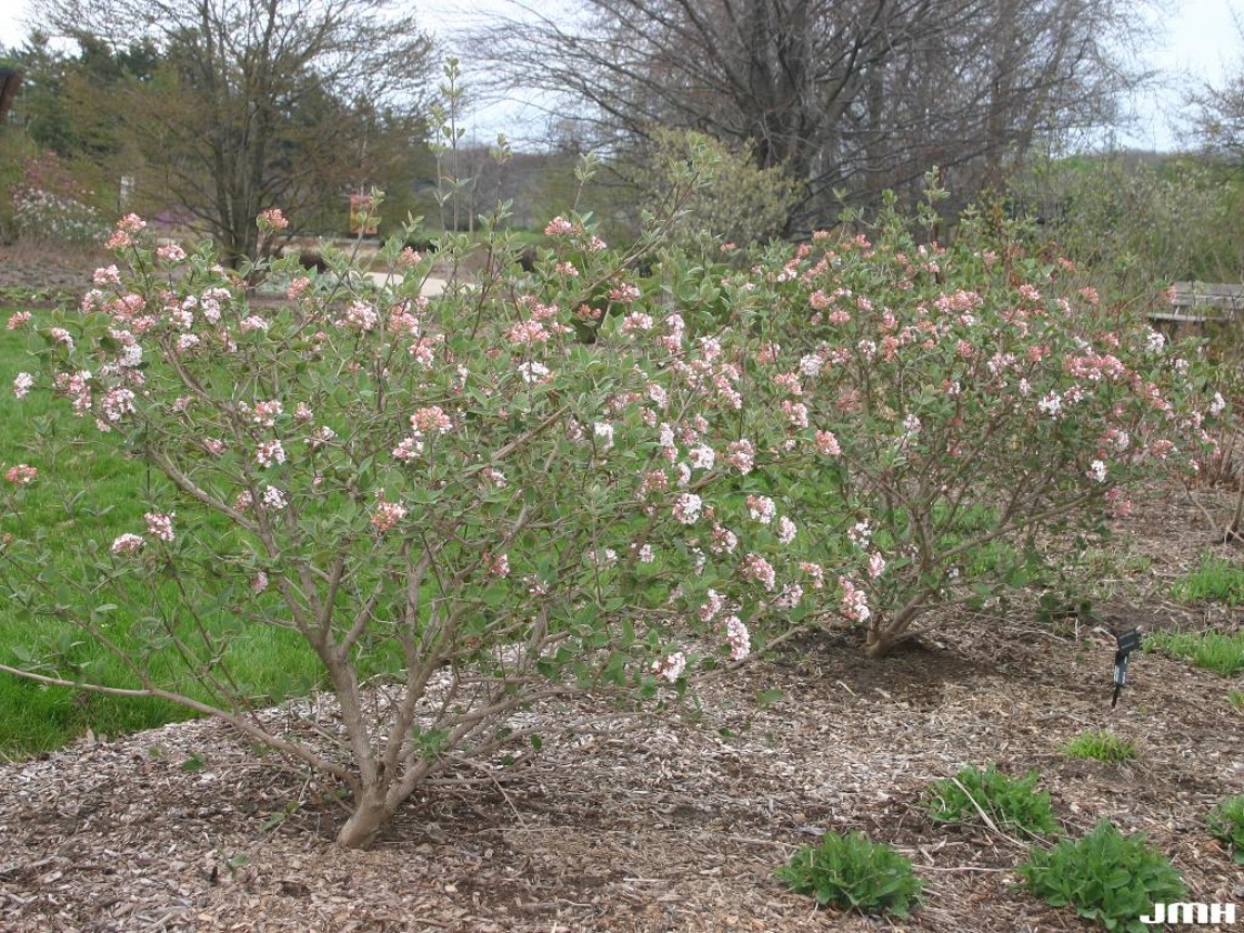 Image of Viburnum Juddii shrub in winter