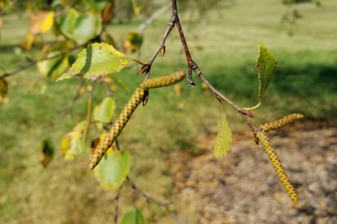 Betula 'Madison' (WHITE SATIN™ Birch), catkin, staminate