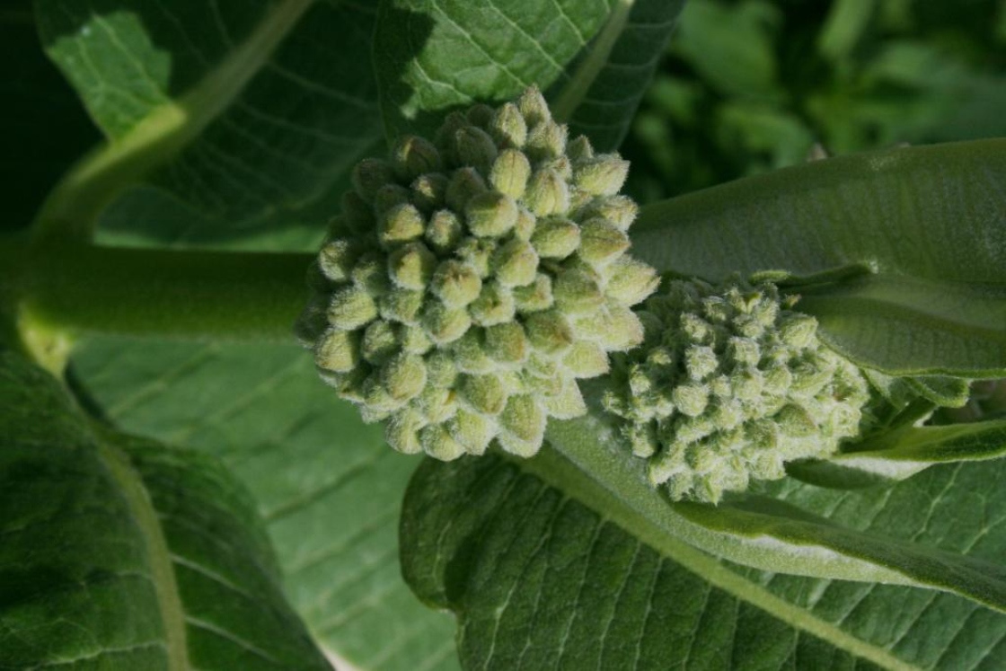 Asclepias syriaca (Common Milkweed), bud, flower