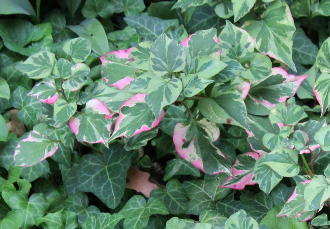 Houttuynia cordata ‘Chameleon’ (Cameleon houttuynia), leaves