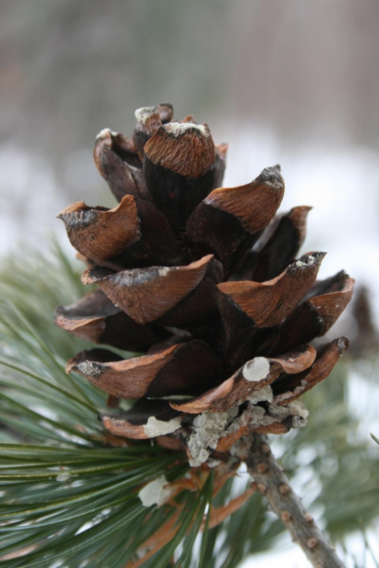 Pinus parviflora (Japanese White Pine), cone, mature