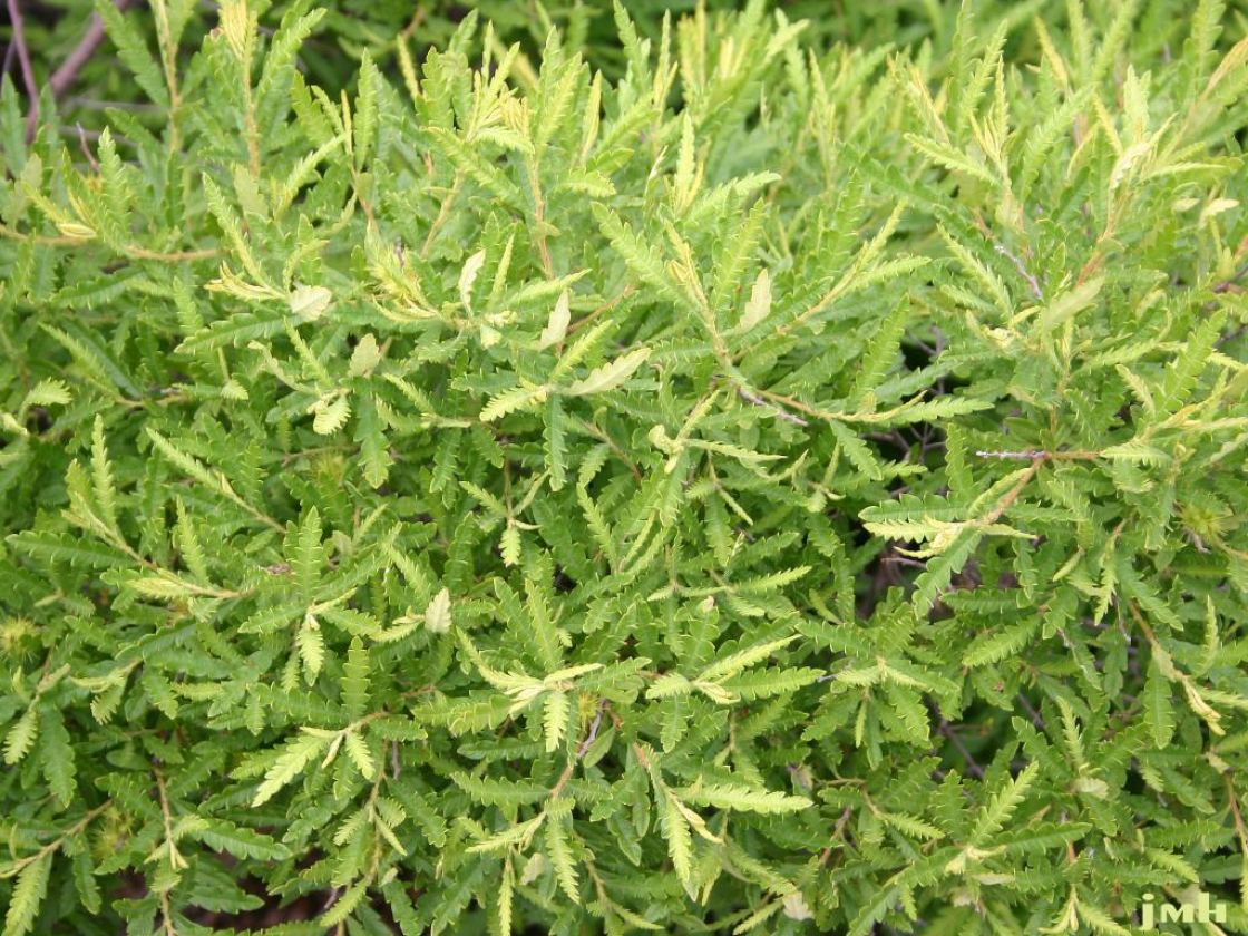 Sweet-fern | The Morton Arboretum