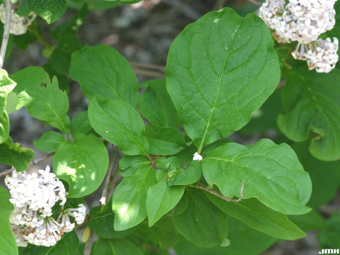 Syringa villosa Vahl. (late lilac), leaves and flowers