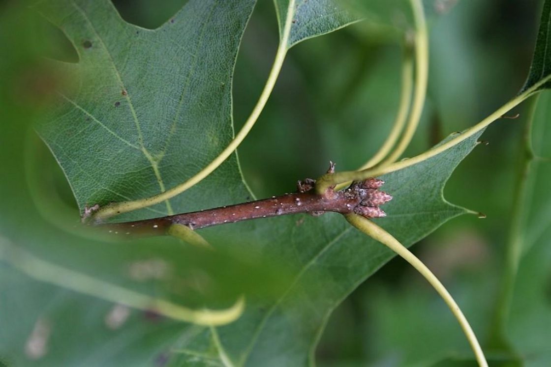 Quercus palustris (Pin Oak), bud, vegetative