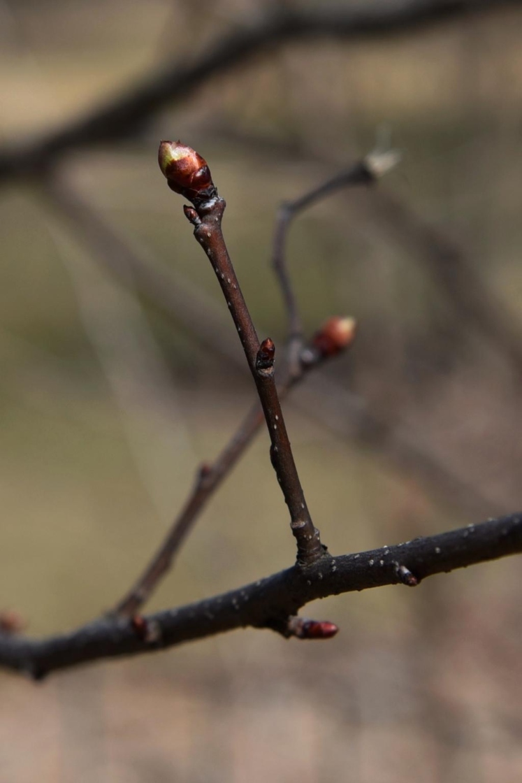 Exochorda racemosa subsp. giraldii (Wilson's Pearlbush), bud, terminal