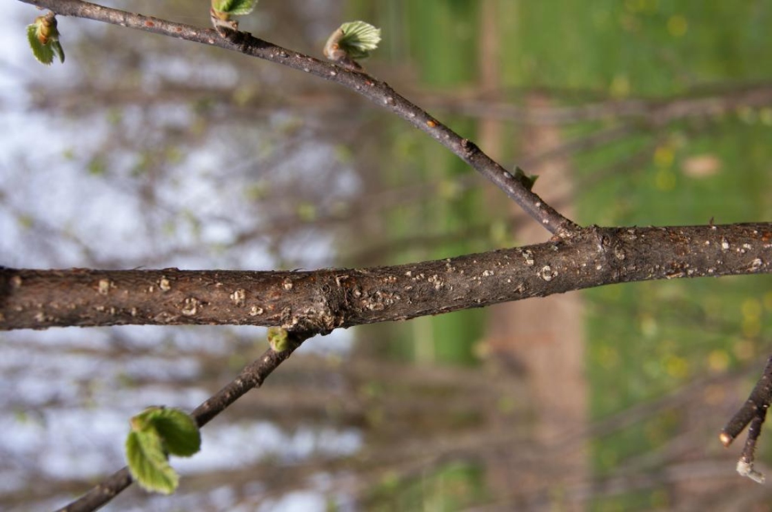 Corylus avellana (European Hazelnut), bark, mature
