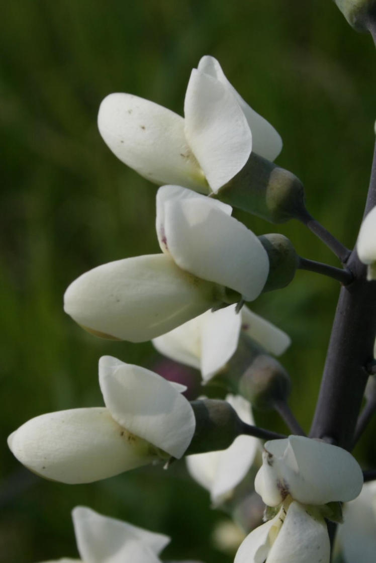 Baptisia alba var. macrophylla (White Wild Indigo), flower, side