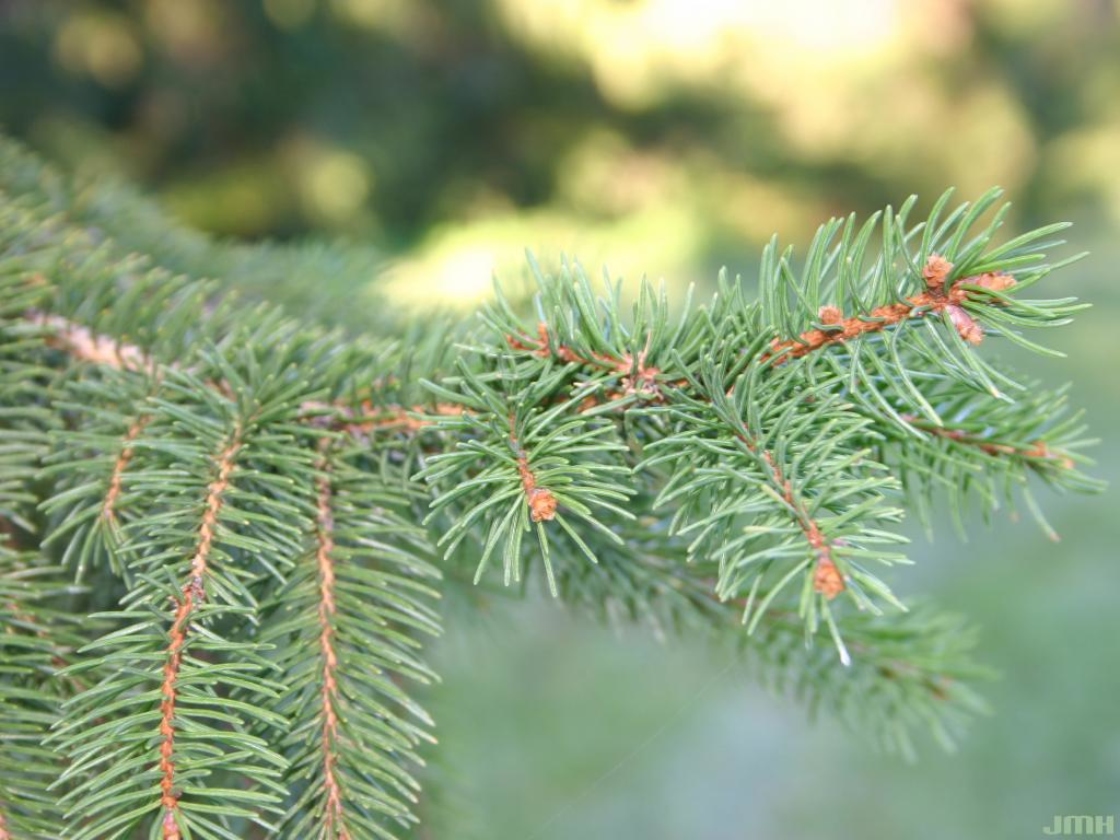 Norway Spruce The Morton Arboretum