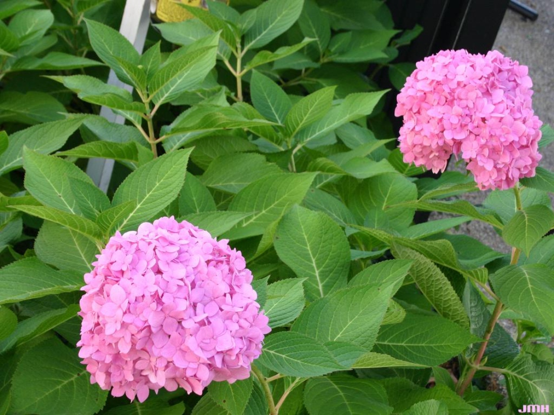 Hydrangea macrophylla ‘Bailmer’ (big-leaved hydrangea – ENDLESS SUMMER®), inflorescence
