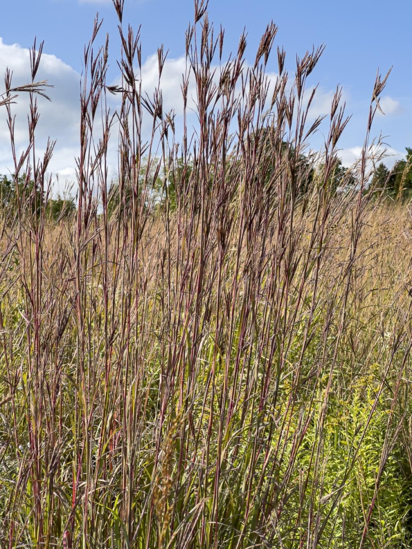 Andropogon gerardii Vitman (big bluestem), form