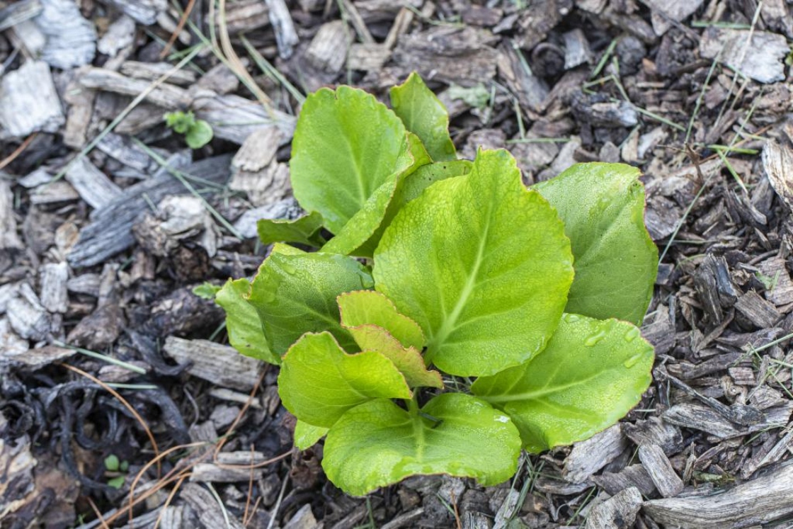 Bergenia crassifolia (L.) Fritsch. (leather bergenia), early form