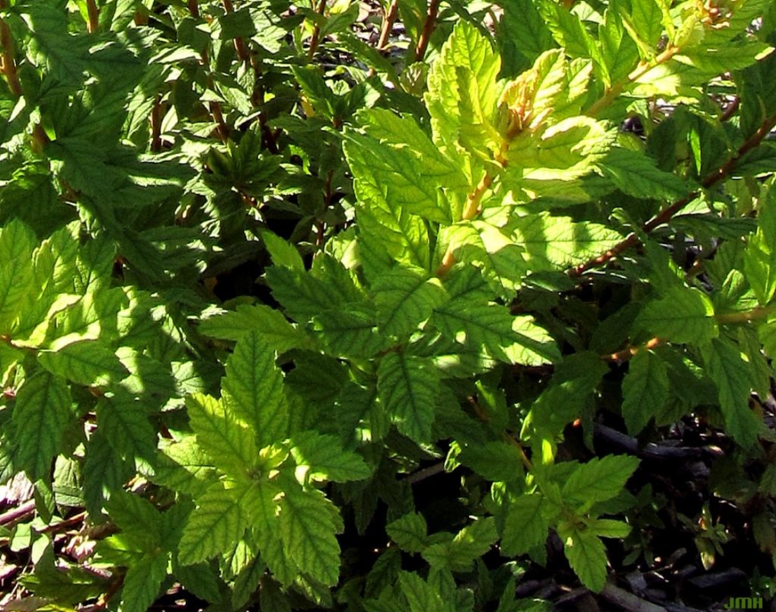 Spiraea tomentosa var. rosea (Raf.) Fern. (hardhack), leaves
