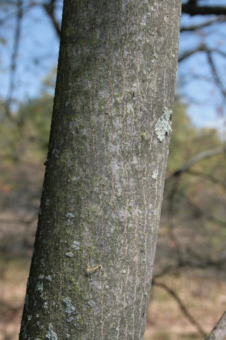 Amelanchier interior (Inland Serviceberry), bark, trunk