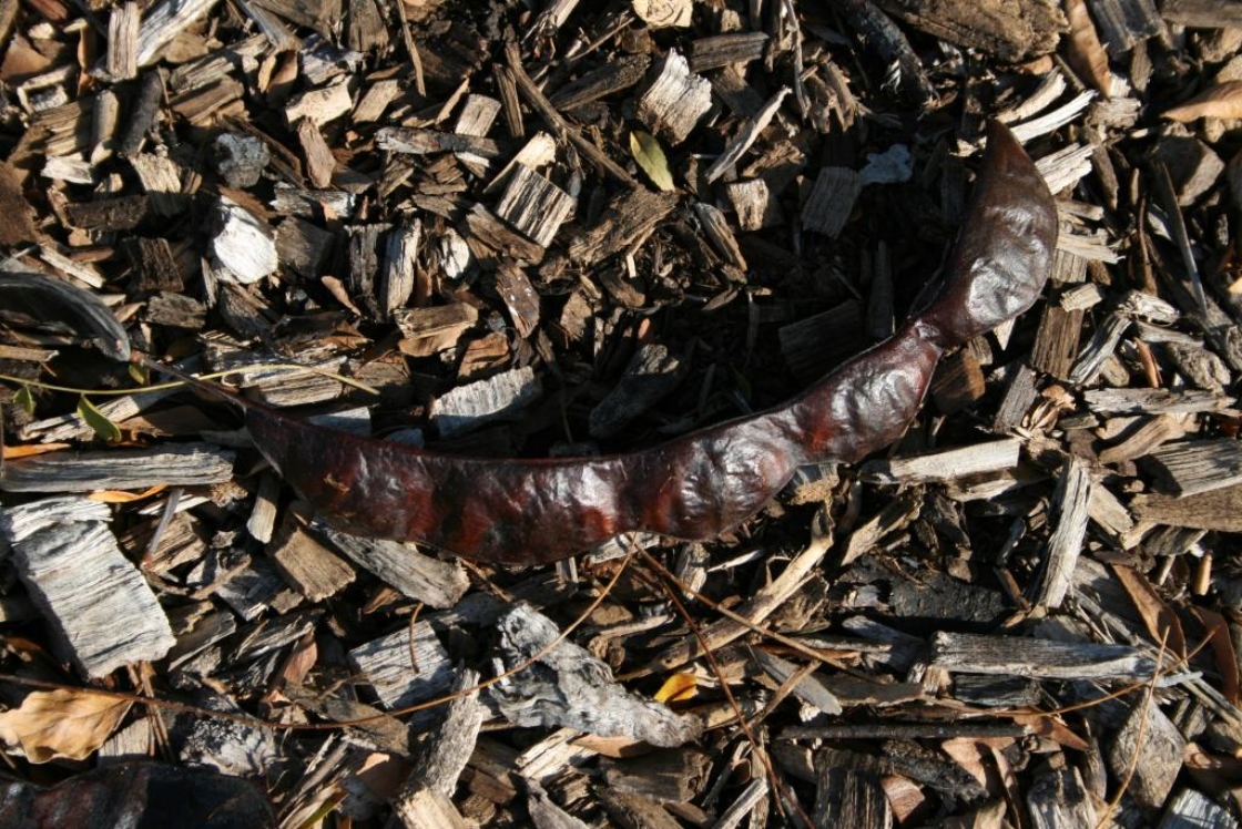 Gleditsia triacanthos inermis (Thornless Honey-locust), fruit, mature