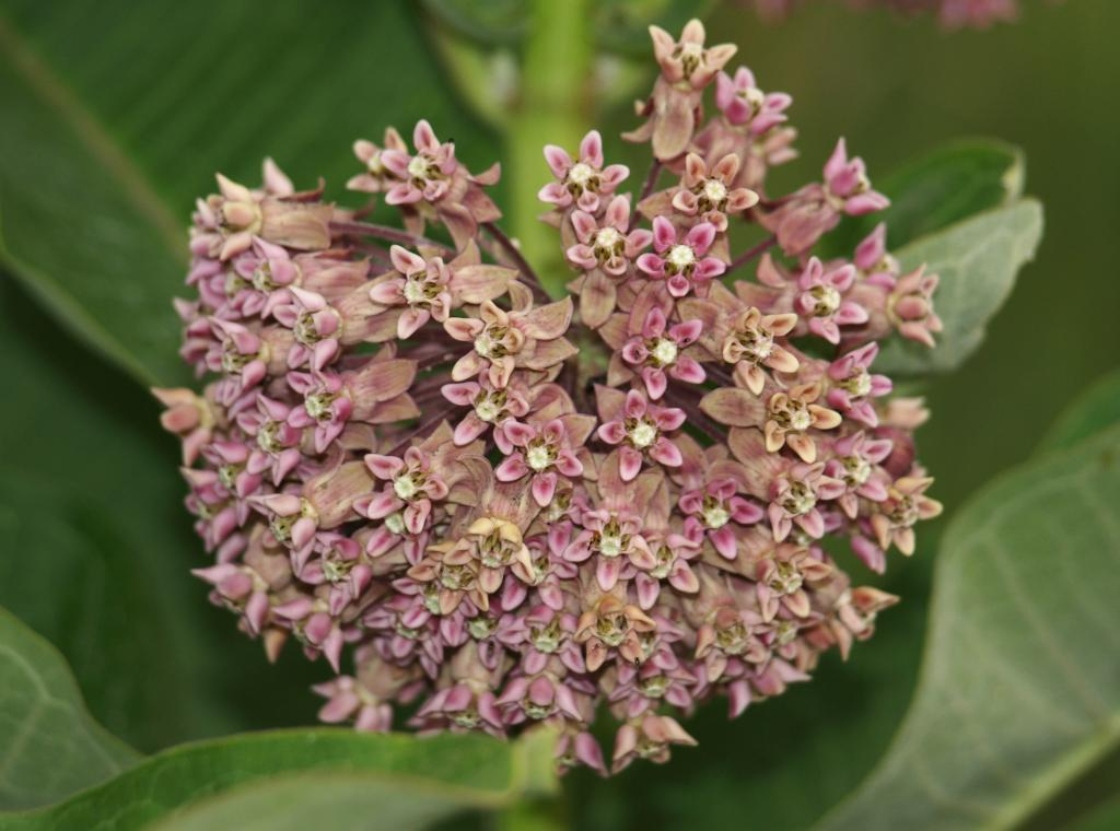 Asclepias syriaca (Common Milkweed), inflorescence