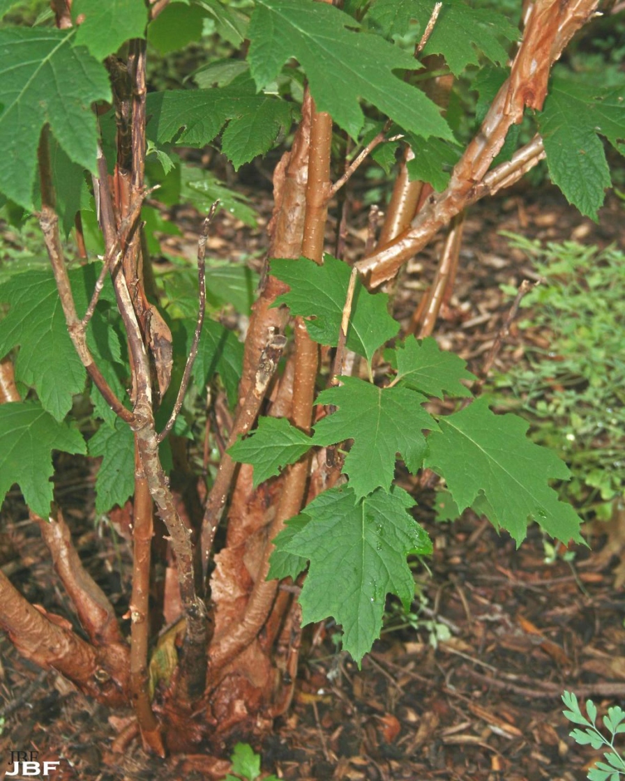Hydrangea quercifolia ‘Snow Queen’ (Snow Queen oak-leaved hydrangea), bark