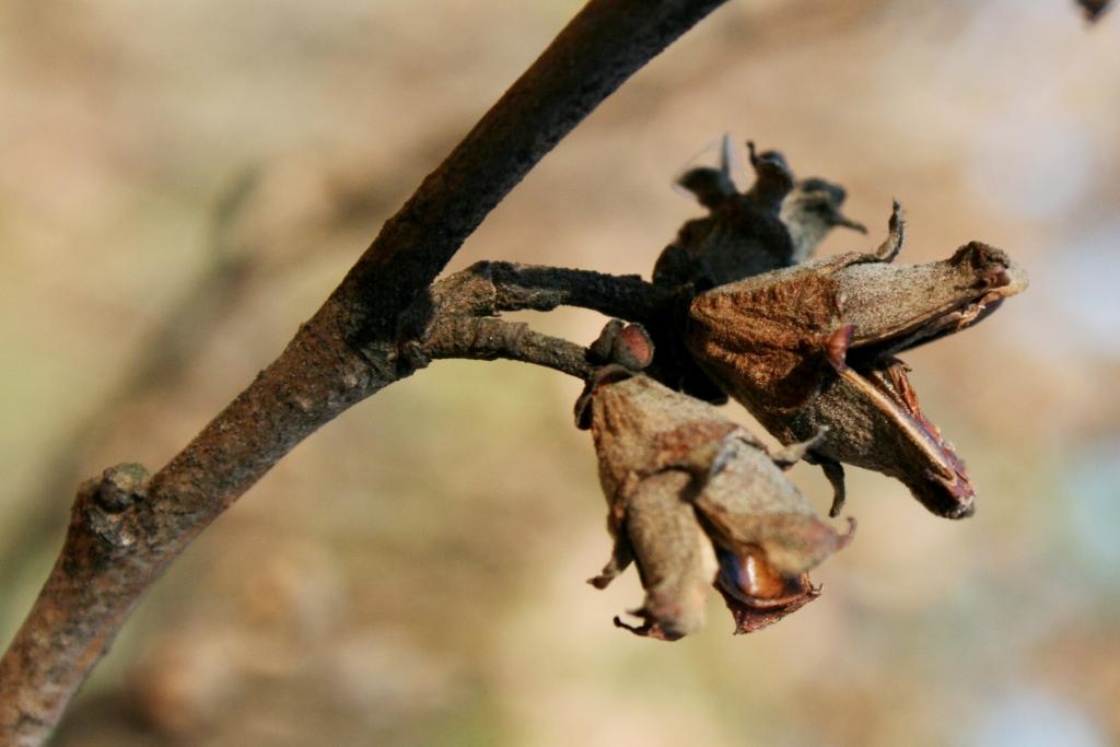 Hamamelis vernalis (Vernal Witch-hazel), fruit, mature