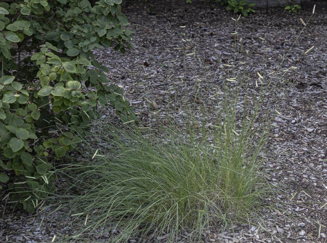 Bouteloua gracilis ‘Blonde Ambition’ (blonde ambition blue grama grass), form