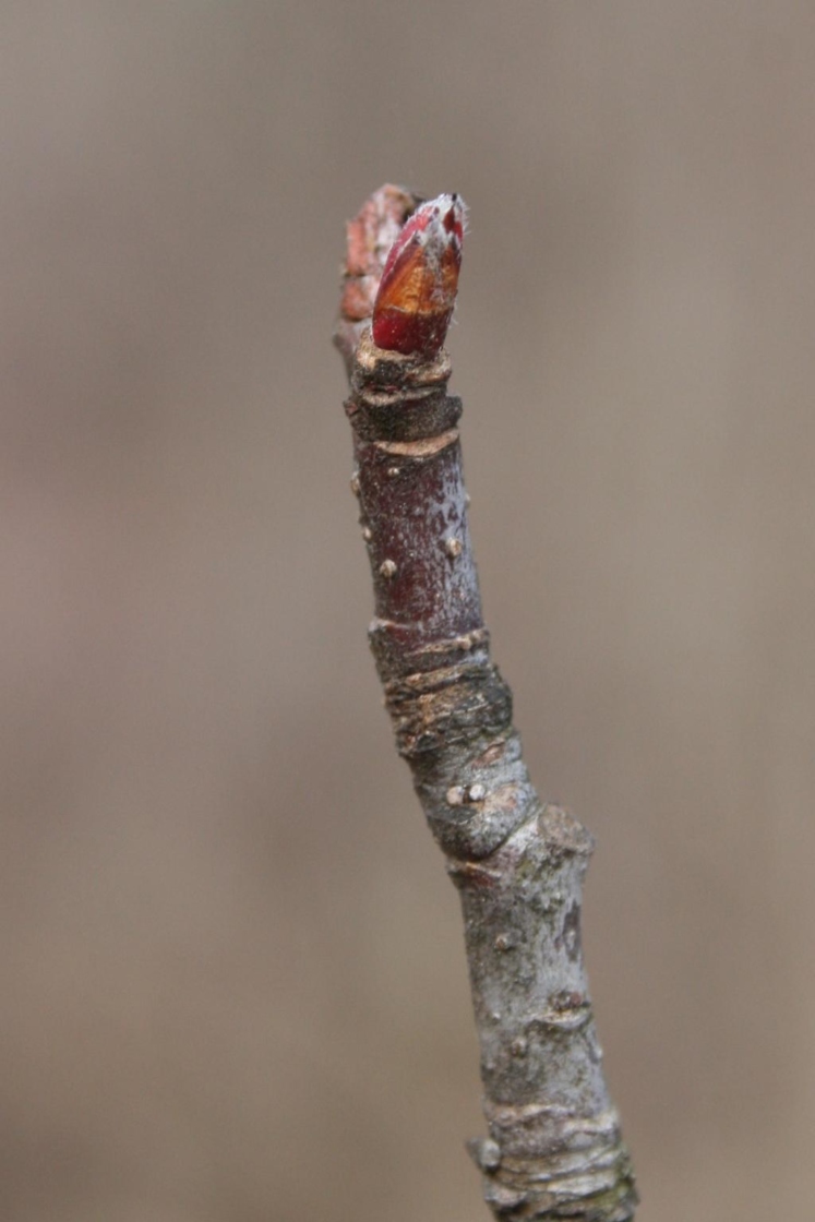 Malus ioensis (Prairie Crabapple), bud, terminal