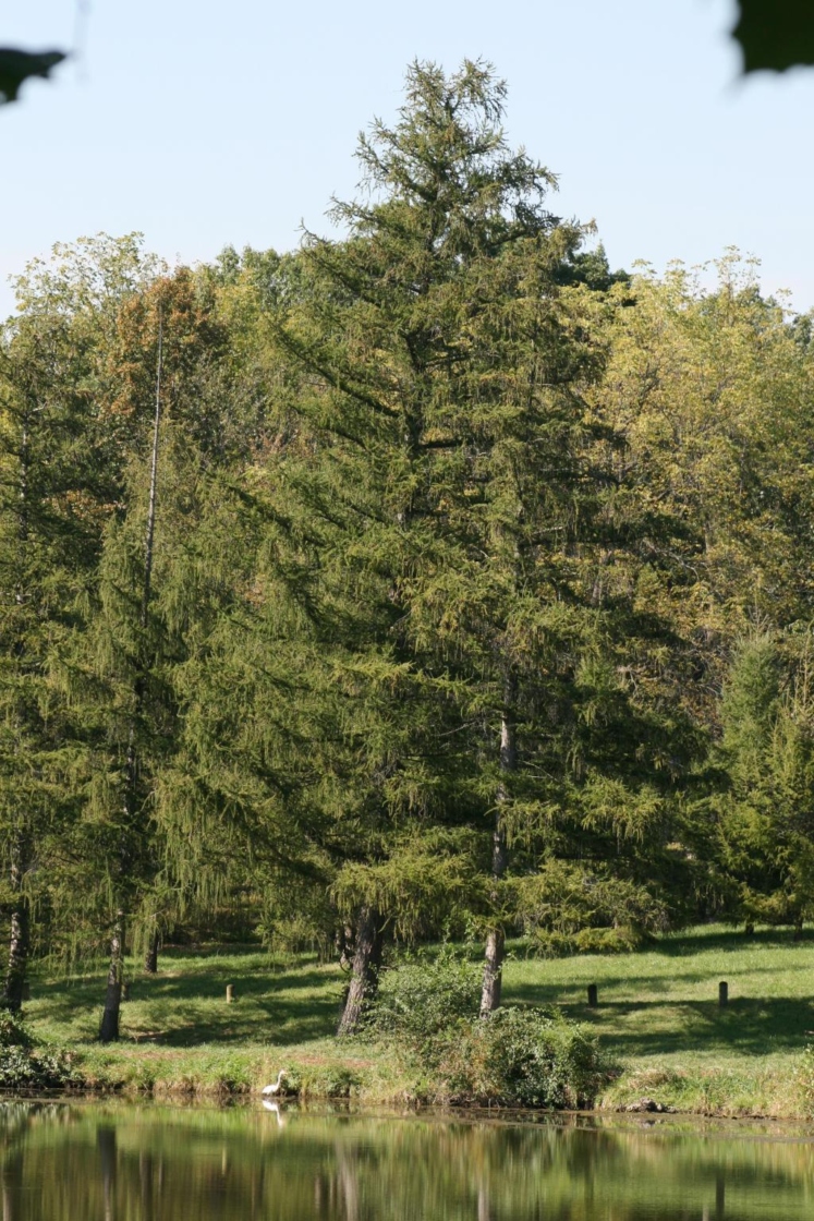 Larix decidua (European Larch), habit, summer