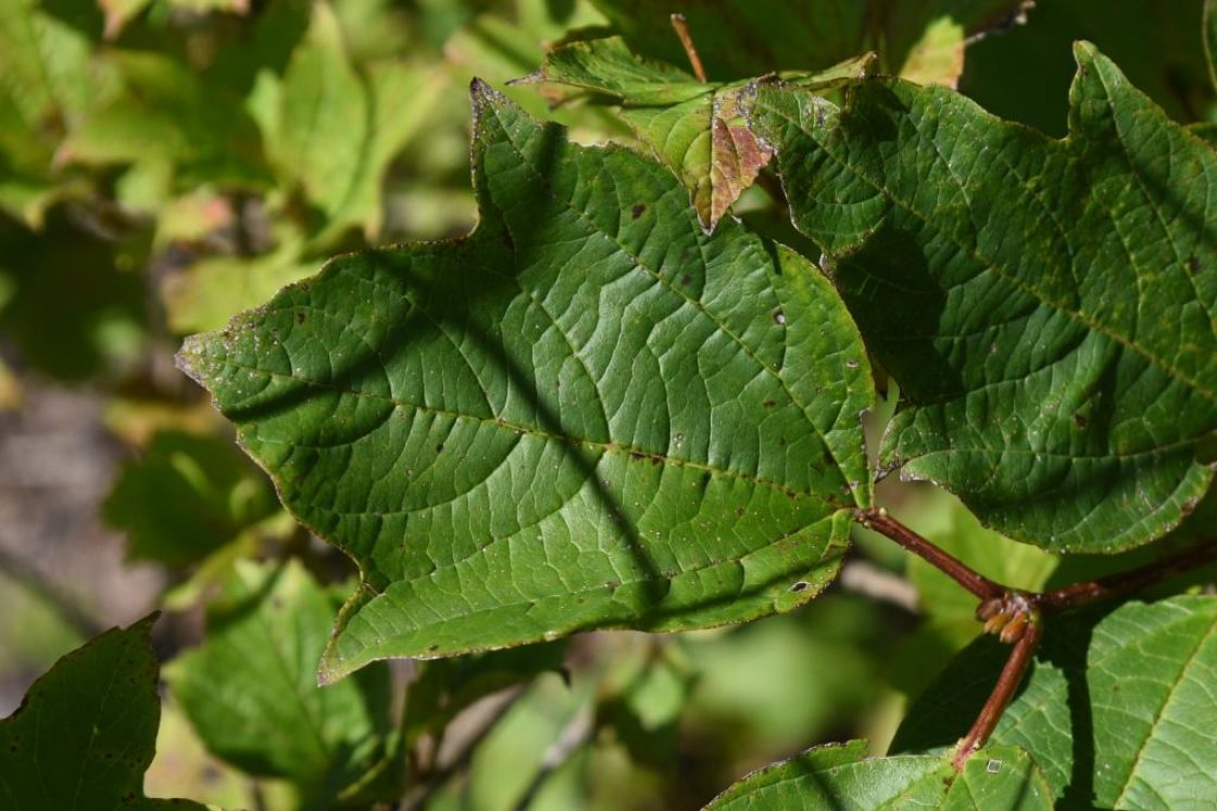 Viburnum opulus var. sargentii (Sargent's Cranberry Bush), leaf, upper surface