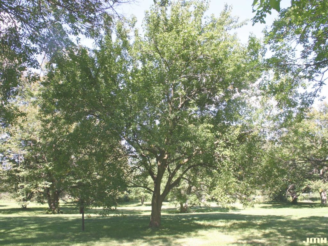 Osageorange The Morton Arboretum