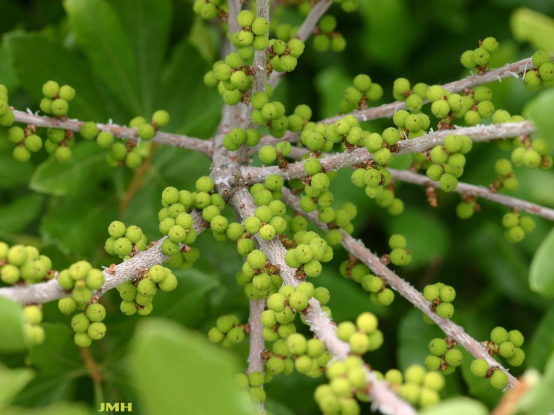 Myrica pensylvanica Loisel. (bayberry), fruit
