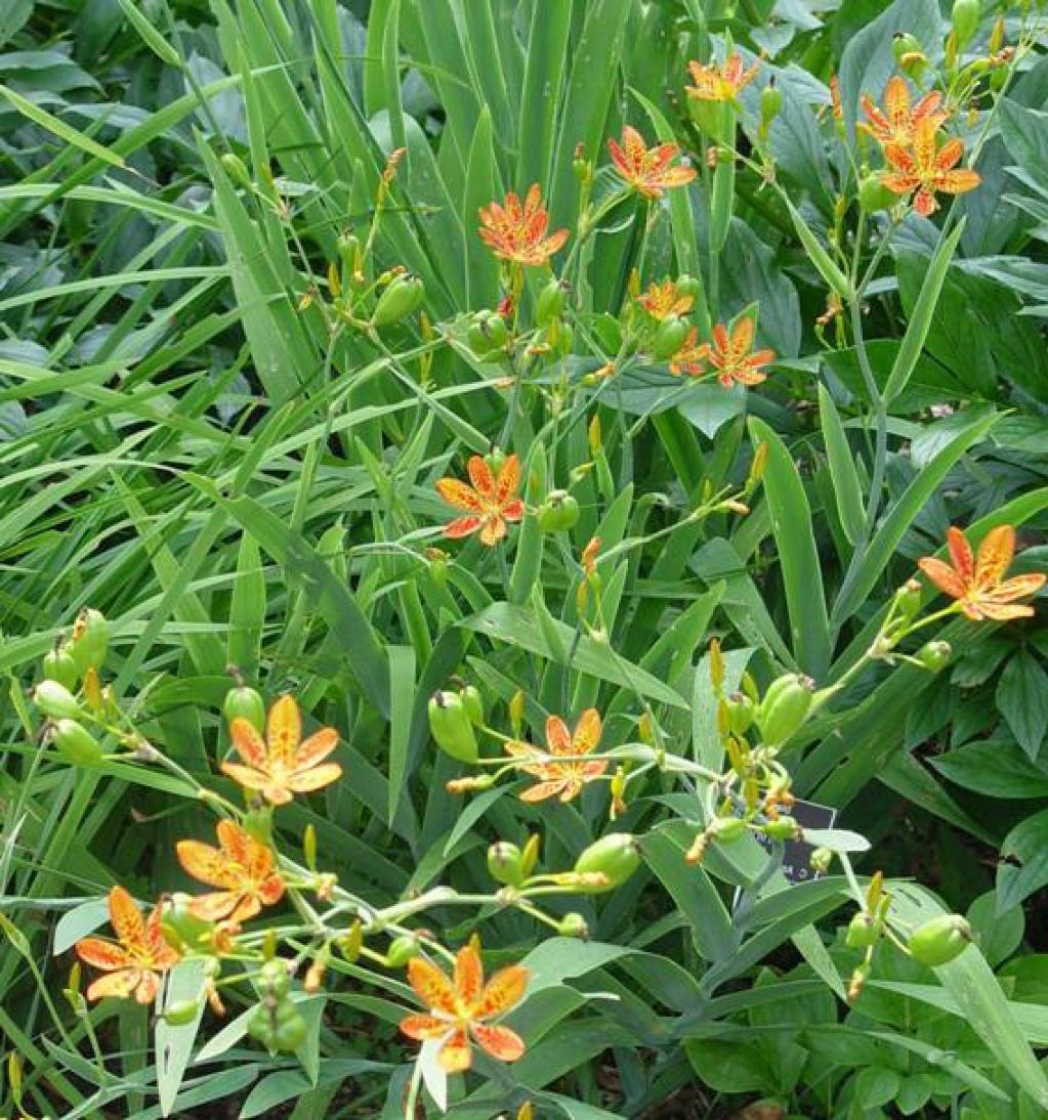 Belamcanda chinensis (L.) DC. (blackberry-lily), growth habit