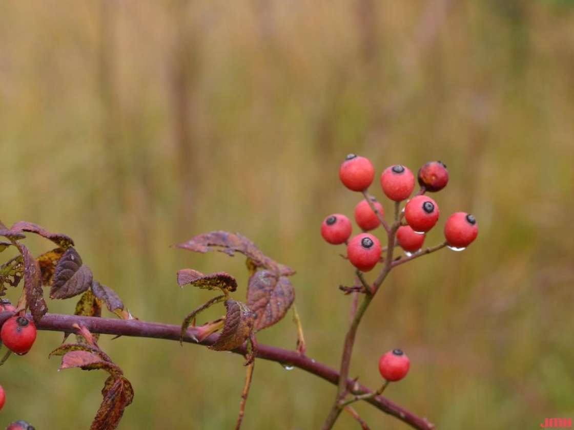 Rosa setigera Michx. (prairie rose), fruit
